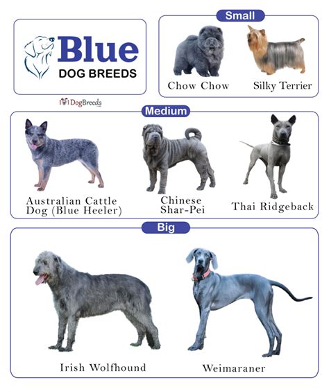 List of Blue Dog Breeds With Pictures | 101DogBreeds.com