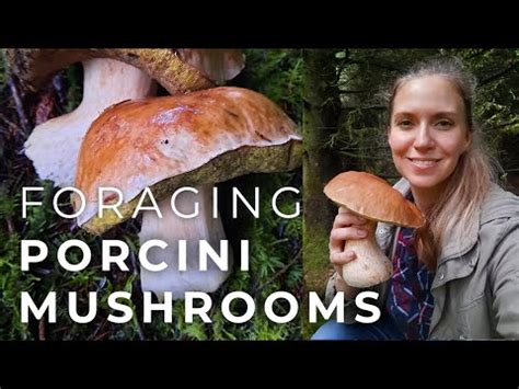 How to Safely Forage Porcini Mushrooms and Tips for Drying Them