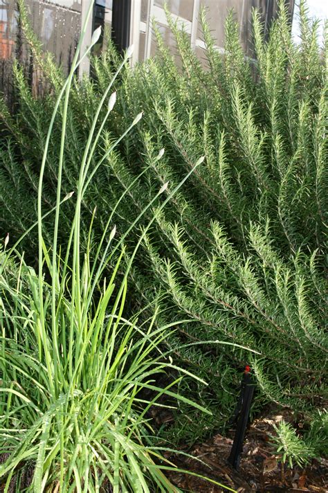 Chive Plants Ready for Seed Harvest - BloominThyme