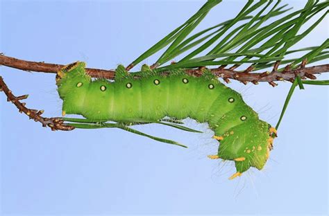 Caterpillar Identification Guide: Find Your Caterpillar With Photos and ...