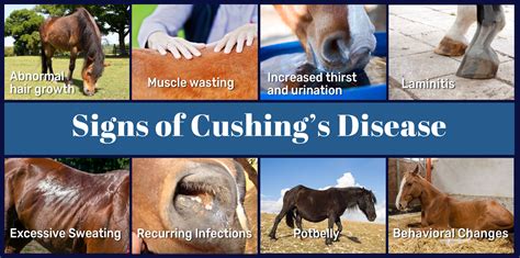 Understanding Equine Cushing's Disease: What Horse Owners Need to Know