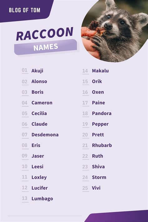 179+ Awesome Raccoon Names for Your New Pet