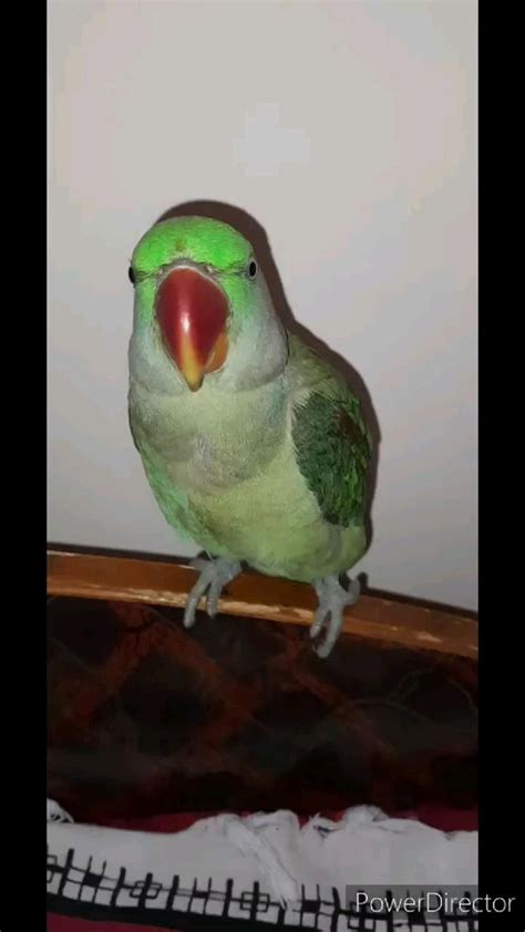 Cute Parrot Dancing Videos | Pet bird, Funny animal videos, Parrot