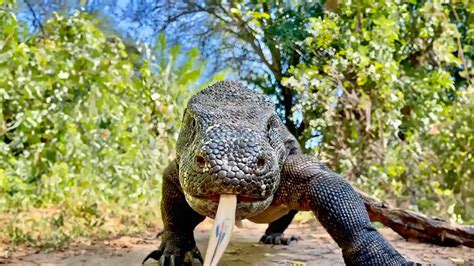 Komodo Dragon: Everything You Need to Know! Explore the World of Komodo ...