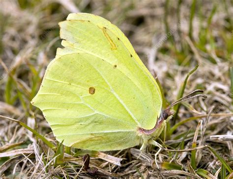 Male Brimstone Butterfly - Stock Image - C006/6356 - Science Photo Library