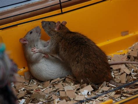 Are My Rats Playing or Fighting? - Understanding Rat Behavior | Animallama