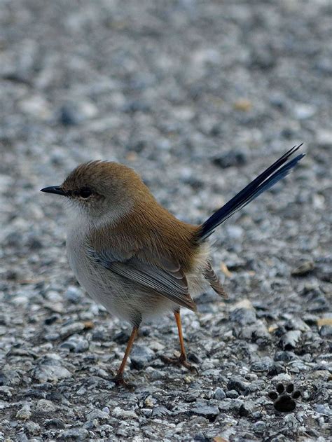 Female Fairy Wren, Australia