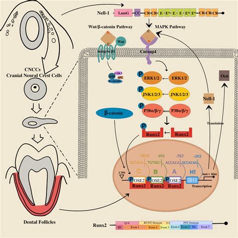 Encircling dental papilla and enamel organ, dental follicles with two ...