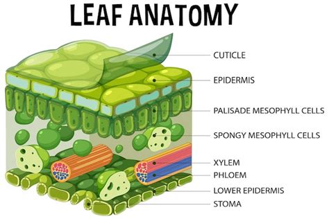 Free Vector | Internal structure of leaf diagram