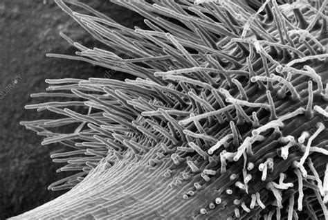 SEM of root hairs on a cress root - Stock Image - B705/0075 - Science ...