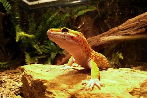 How To Provide Your Leopard Gecko With Perfect Habitat