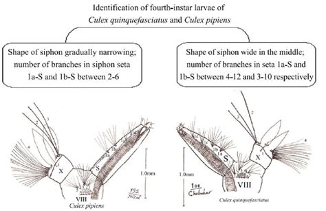 Identification Culex pipiens and Culex quinquefasciatus larvae based on ...