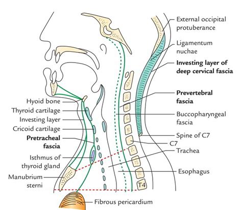 Deep Cervical Fascia (Fascia Colli) – Earth's Lab