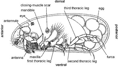 Ostracod - Alchetron, The Free Social Encyclopedia