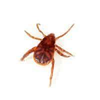 Can Brown Dog Ticks Attach To Humans