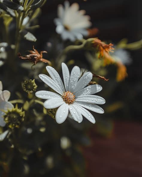 Page 6 | 82,000+ Daisy Flower Pictures