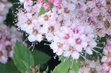 identification - Identifying these Pink and White Flowers - Gardening ...