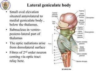 Geniculate Body