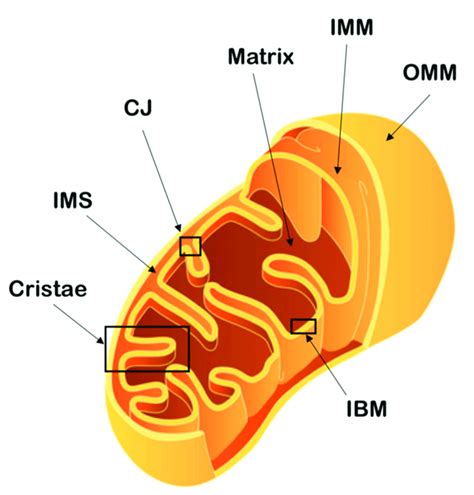 Schematic representation of mitochondrial architecture. The outer ...