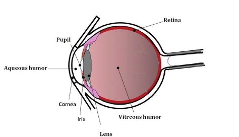 Schematic diagram of the cornea | Download Scientific Diagram