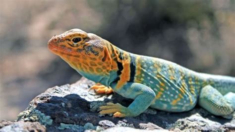 Red Rock Canyon Wildlife | Southwest Explorers