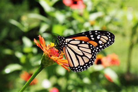 MI GALERIA DIGITAL: Mariposa Reina (Danaus gilippus)