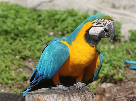 Bird Directory: Blue and Yellow Macaw