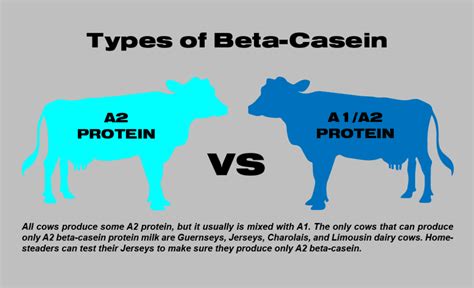 A1 vs. A2 Milk: What’s the Difference? | Jersey Milk Cow