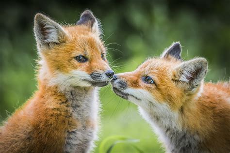 Quebec | Baby Foxes