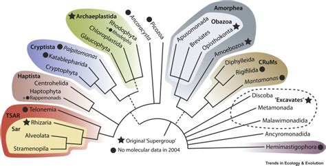 The New Tree of Eukaryotes: Trends in Ecology & Evolution