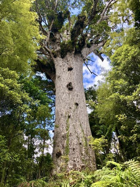 Tāne Mahuta, Lord of Forests | New Zealand - battleface