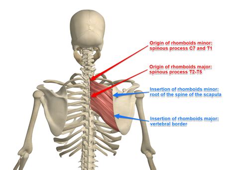 The Rhomboid Muscle on Yoganatomy.com