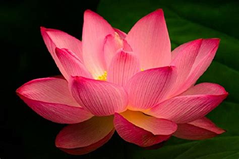 INDIAN LOTUS PINK FLOWER - Nelumbo nucifera - Kamal/Sacred Water lily ...