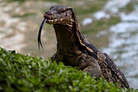 Giant, 'spooky' monitor lizards prove too much for Bangkok park ...