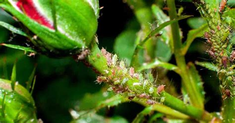 Aphids On Roses: How To Get Rid Of Aphids on Rose Bushes