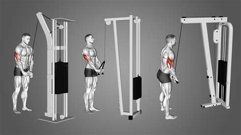 Triceps Pushdown: Benefits, Muscles Worked, and Variations - Inspire US