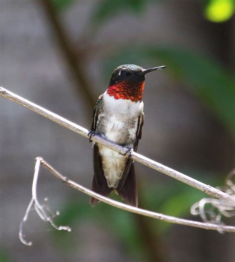 Ruby-throated Hummingbird