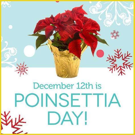 National Poinsettia Day Wishes Images - What's up Today | Wishes images ...