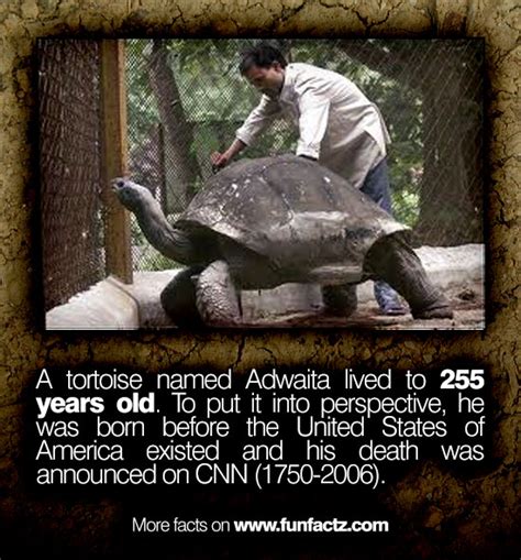 A tortoise named Adwaita lived to 255 years old. To put it into ...