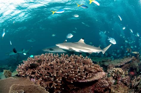 Blacktip Reef Shark – "OCEAN TREASURES" Memorial Library