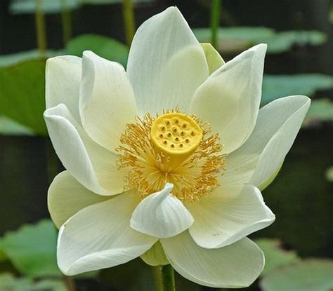 White Lotus Flower | Symbolism and Meanings