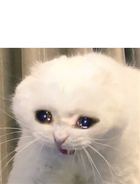 Sad Cat Memes - Imgflip