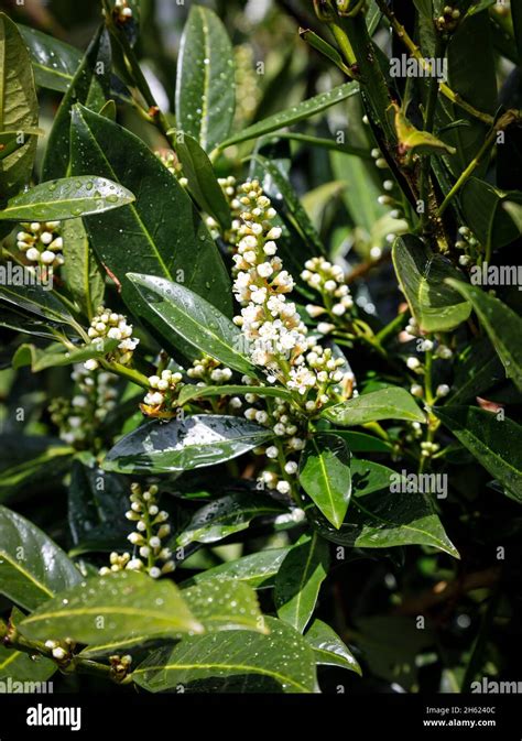 white cherry laurel flowers Stock Photo - Alamy