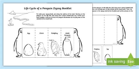 Life Cycle of a Penguin Zigzag Book (teacher made)