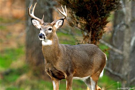 Deer Buck - Best Animals