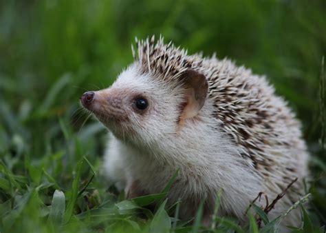 African Pygmy Hedgehog: Profile, Traits, Facts, Pet, Care - Mammal Age