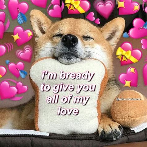 Lovely wholesome dog : r/wholesomememes