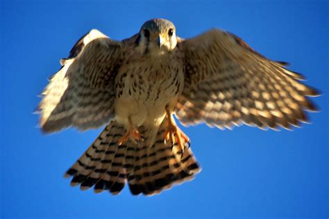 Free picture: American, kestrel, Falco, sparverius, small, falcon ...