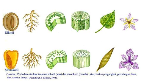 Monocotyledon & Dicotyledon | Loveable things | Pinterest