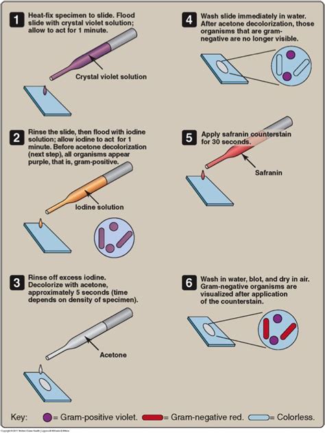 4 Steps Of Gram Staining - slideshare